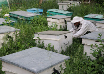 Մեղվաընտանիքներ տեղահանվածներին