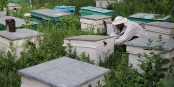 Մեղվաընտանիքներ տեղահանվածներին