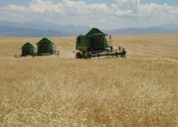 Արցախում հունձ են անում