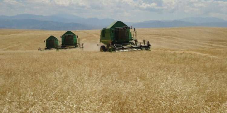 Արցախում հունձ են անում