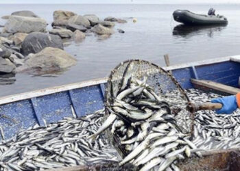 Սեւանը մեզ համար միայն սննդի պաշար չէ