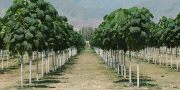 Հորդորում ենք զերծ մնալ պավլովնիա ծառատեսակի զանգվածային աճեցման գործունեությունից. ՀՀ ՇՄ նախարարություն