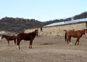 Ինչու է անհետանում արցախյան ազնվացեղ նժույգը