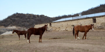 Ինչու է անհետանում արցախյան ազնվացեղ նժույգը