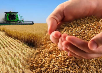 Սուբսիդիա՝ միայն ախտահանված եւ ՀՀ-ում փորձաքննություն անցած սերմերի համար