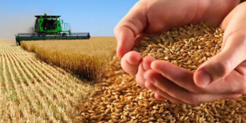 Սուբսիդիա՝ միայն ախտահանված եւ ՀՀ-ում փորձաքննություն անցած սերմերի համար