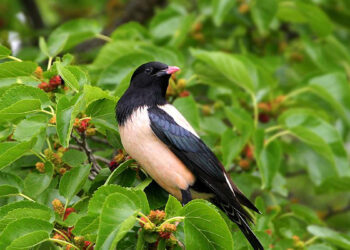 Մեր վարդագույն բարեկամը-2