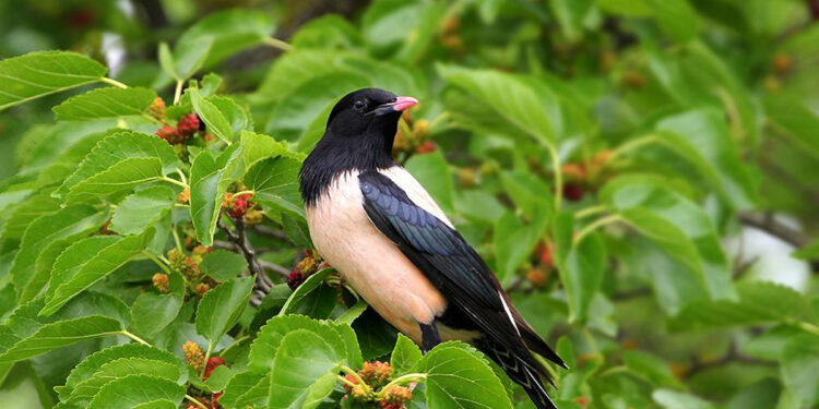 Մեր վարդագույն բարեկամը-2