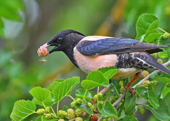 Մեր վարդագույն բարեկամը-1