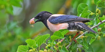 Մեր վարդագույն բարեկամը-1