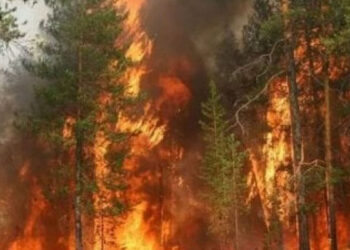 Թուրքիան անտառային հրդեհներից առաջ ծախսել է բյուջեի ընդամենը մի մասը անտառի պահպանման համար