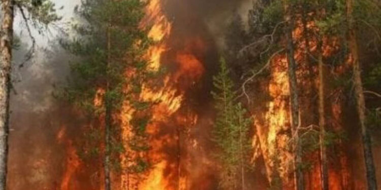 Թուրքիան անտառային հրդեհներից առաջ ծախսել է բյուջեի ընդամենը մի մասը անտառի պահպանման համար