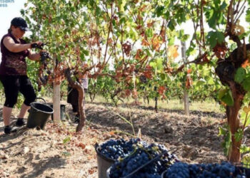 Արցախում հավաքում են խաղողի բերքը