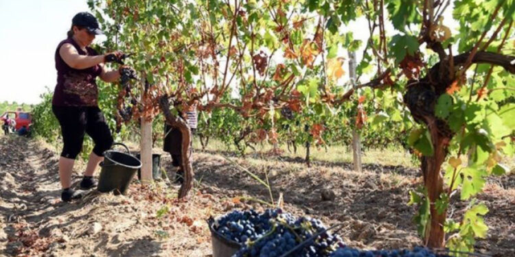 Արցախում հավաքում են խաղողի բերքը