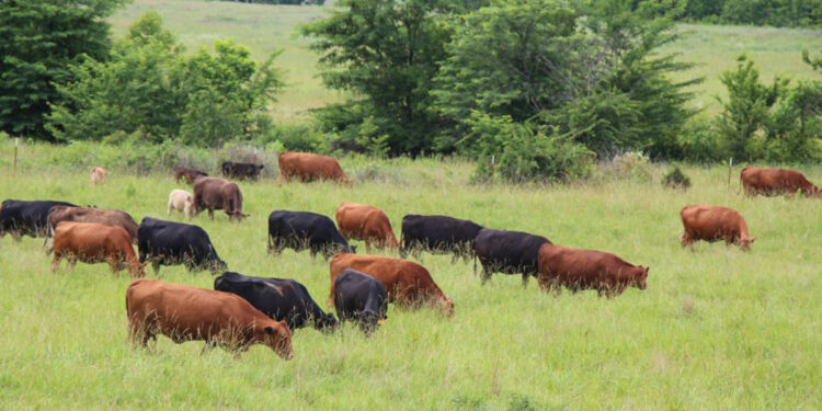 Թվերի հետեւում միայն գյուղացու սոցիալական վիճակը չէ