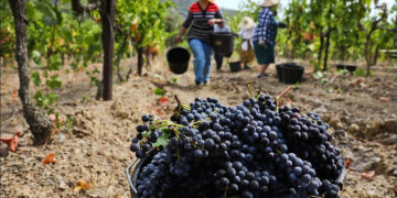 Մթերումների նպատակով տրվող վարկերի չափը կավելանա