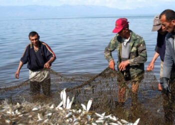 Լրացուցիչ 50 տոննա սիգի որս է թույլատրվել
