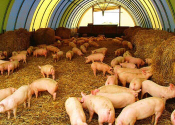 Այս պահին Հայաստանում խոզի աֆրիկական ժանտախտ չկա