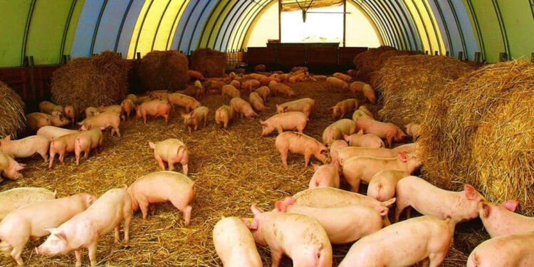 Այս պահին Հայաստանում խոզի աֆրիկական ժանտախտ չկա