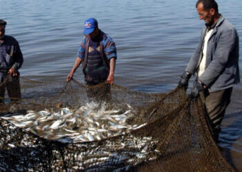 Սիգի որսի սոցիալական հետեւանքների լուծումները