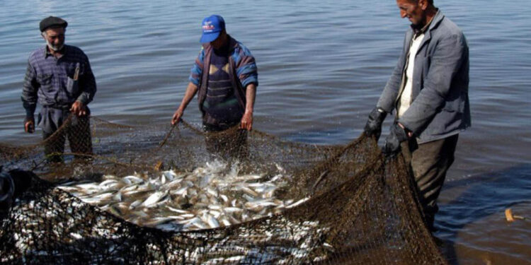 Սիգի որսի սոցիալական հետեւանքների լուծումները