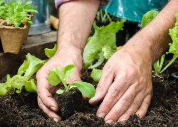 Ոչ պիտանի հողերն էլ են պիտանի