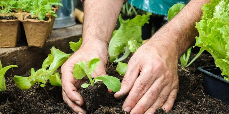 Ոչ պիտանի հողերն էլ են պիտանի