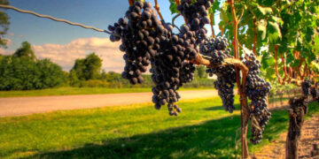 Հայաստանը՝ խաղողի ծագման բնօրրան համաշխարհային քարտեզին