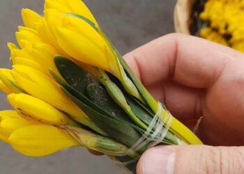 Իրո՞ք ուզում ենք պաշտպանել մեր բնաշխարհը