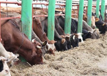 Միայն լրջագույն աջակցությունը կբարեփոխի գյուղոլորտը