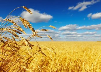 Հնարավորինս արագ բարձրացնենք ցորենի ինքնաբավության մակարդակը