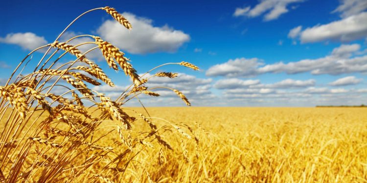 Հնարավորինս արագ բարձրացնենք ցորենի ինքնաբավության մակարդակը