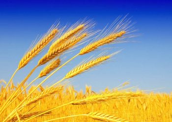 Խնդրի լուծումը Հայաստանում հացահատիկի արտադրությունը զարգացնելն է