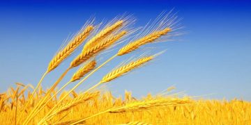 Խնդրի լուծումը Հայաստանում հացահատիկի արտադրությունը զարգացնելն է