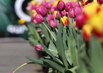 Կրկին գարնան, կանանց եւ սիրո մասին