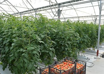 Ծրագրեր՝ միտված գյուղատնտեսության խթանմանը