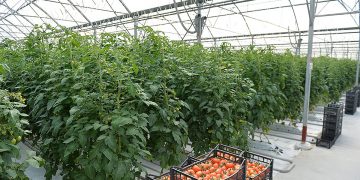 Ծրագրեր՝ միտված գյուղատնտեսության խթանմանը