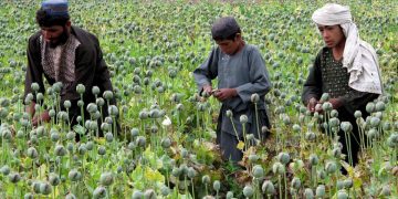 Կտրուկ գնա՞ճ թմրանյութերի «միջազգային շուկայում»