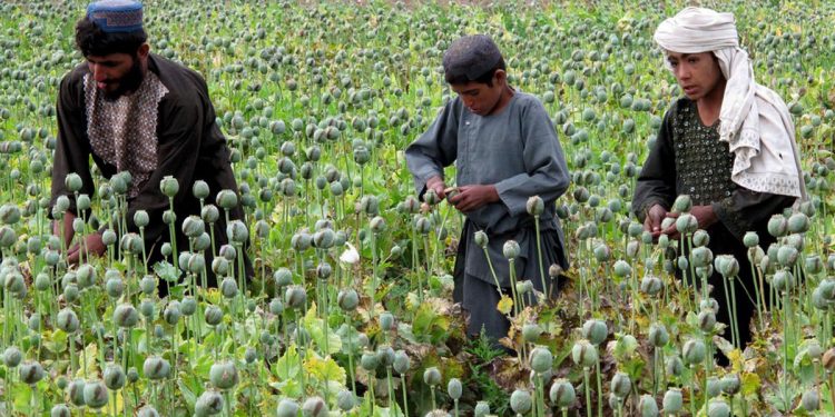 Կտրուկ գնա՞ճ թմրանյութերի «միջազգային շուկայում»