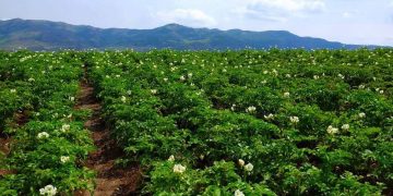 Գյուղը երկիր է կերակրում