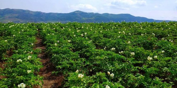 Գյուղը երկիր է կերակրում