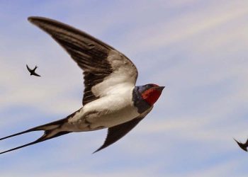 «Ա՜խ, թըռիր ծիծեռնակ, ծընած տեղըս՝ Աշտարակ…»