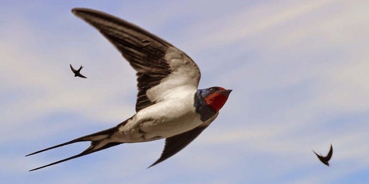 «Ա՜խ, թըռիր ծիծեռնակ, ծընած տեղըս՝ Աշտարակ…»