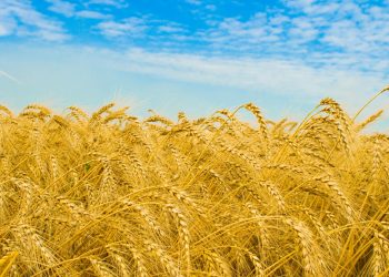 Ուշադրությունը՝ դեպի անմշակ հողեր