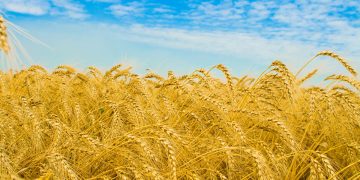 Ուշադրությունը՝ դեպի անմշակ հողեր