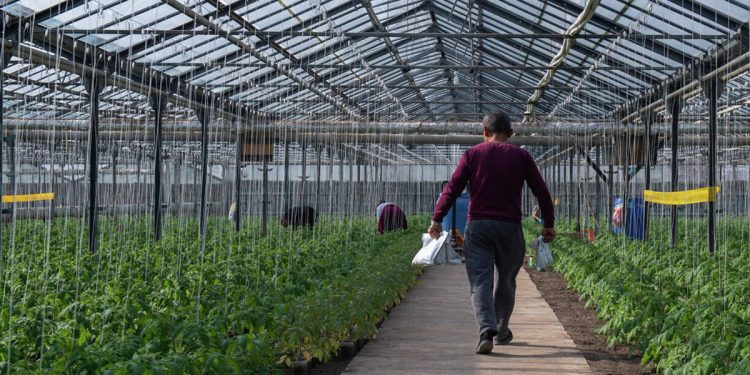 Ընդլայնելով օրգանական պարարտանյութերի գործածումը