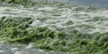 Սեւանա լիճը բնատարածքային ամբողջական համալիր է