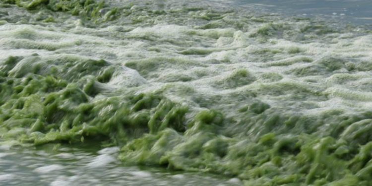 Սեւանա լիճը բնատարածքային ամբողջական համալիր է