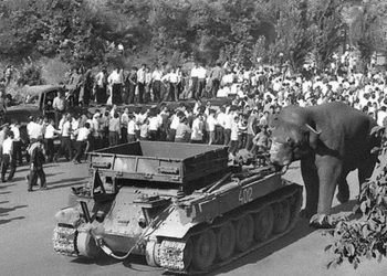 Վովա փղի ոդիսականն ու ճակատագիրը