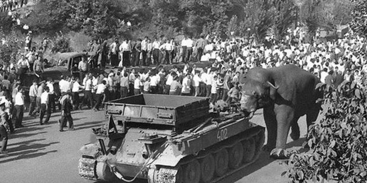 Վովա փղի ոդիսականն ու ճակատագիրը